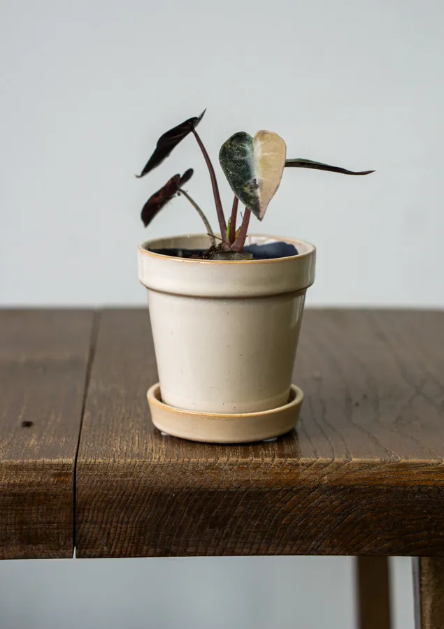 Baby Alocasia Bambino Aurea variegata (náhodný kúsok) (ZACHRÁŇ MA)
