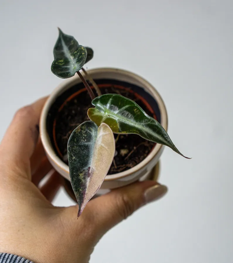Baby Alocasia Bambino Aurea variegata (náhodný kúsok) (ZACHRÁŇ MA)