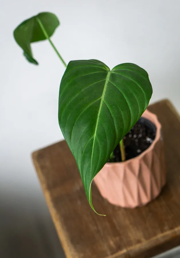 Philodendron Morning Sun