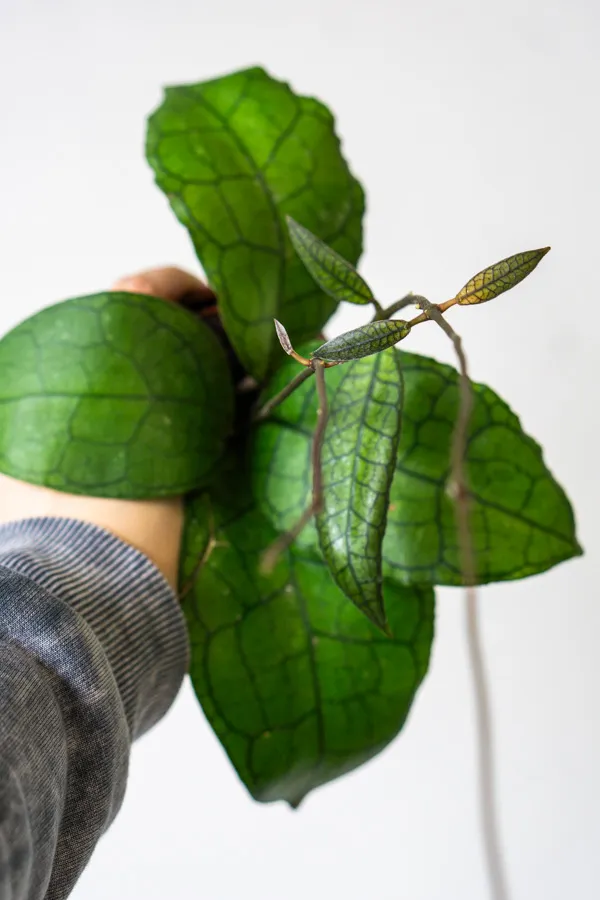 Hoya aff. clemensiorum
