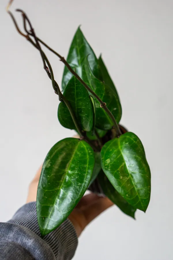 Hoya macrophylla green