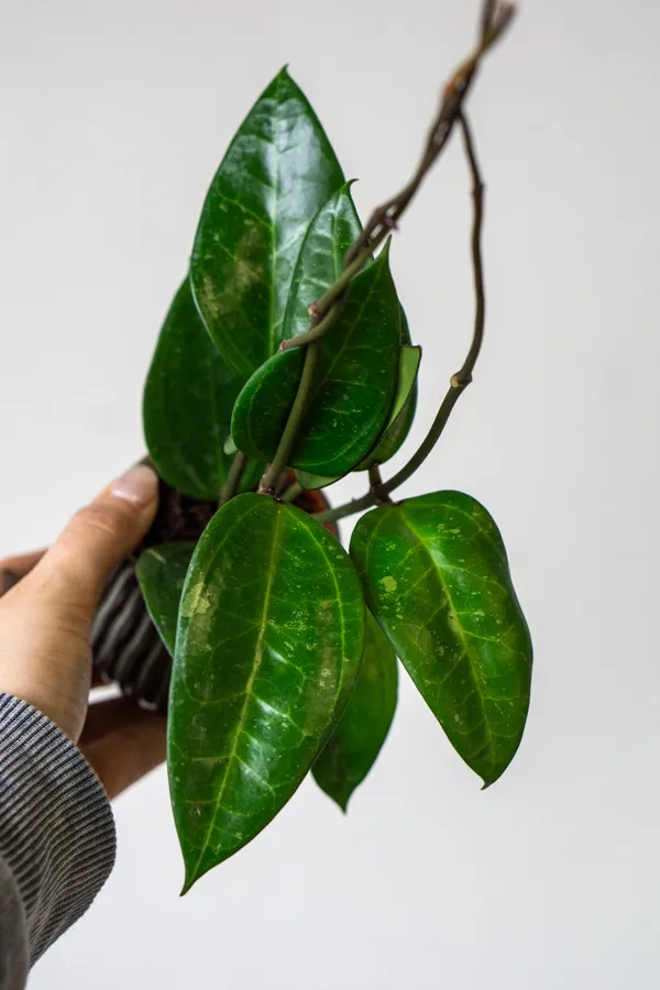 Hoya macrophylla green