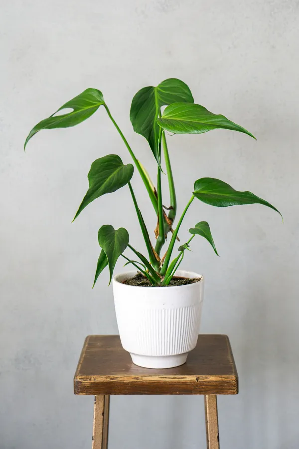 Monstera Burle marx flame (XL)