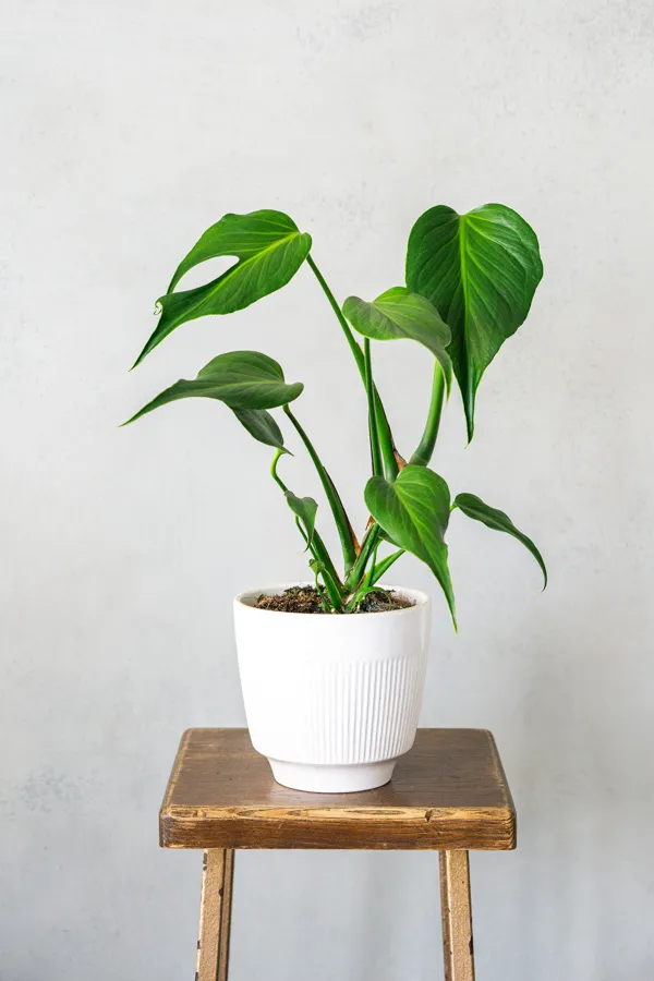 Monstera Burle marx flame (XL)