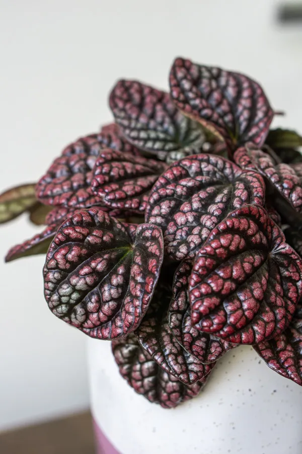 Peperomia Lucinda