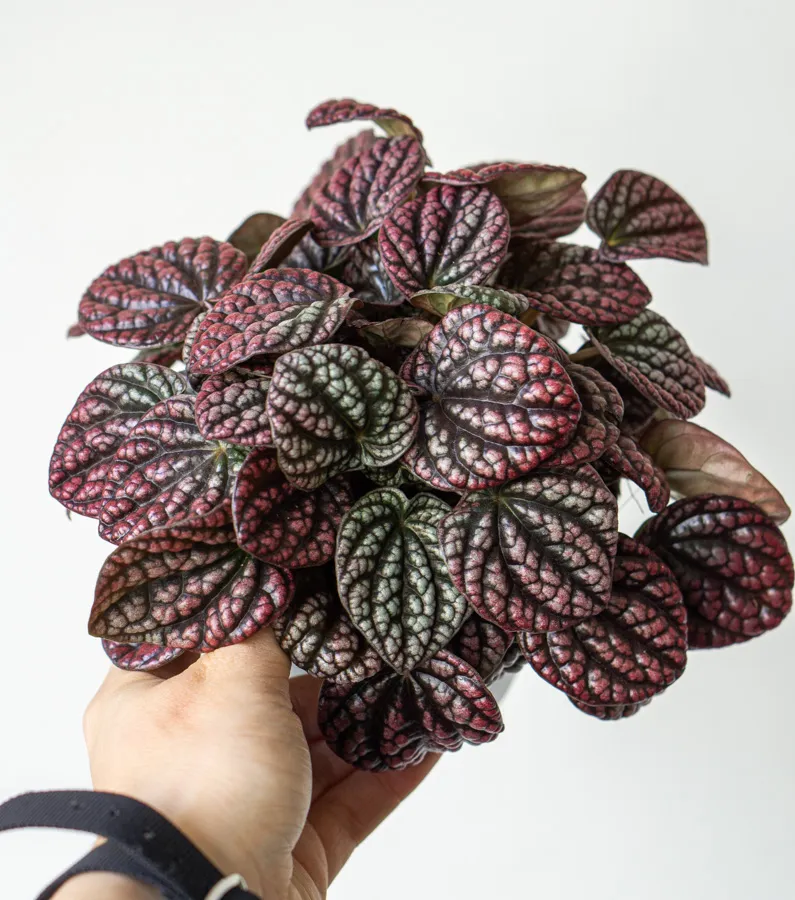 Peperomia Lucinda