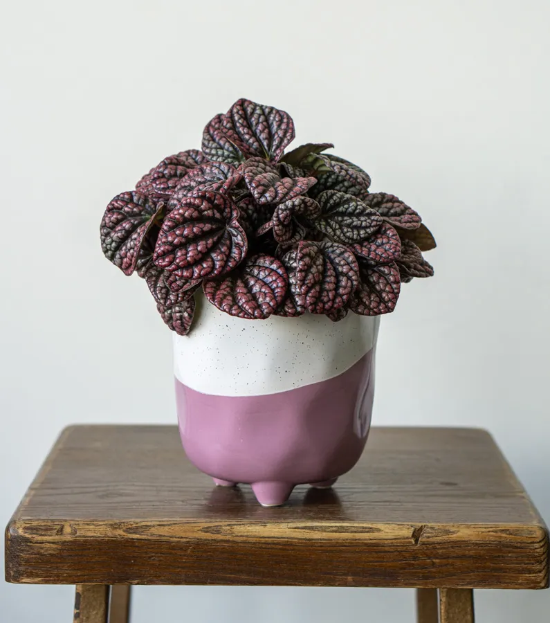 Peperomia Lucinda
