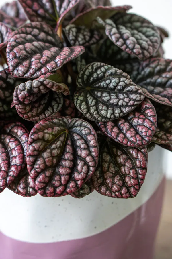 Peperomia Lucinda