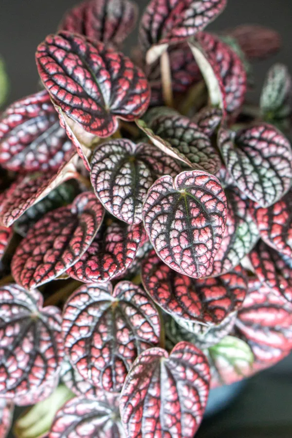 Peperomia Lucinda