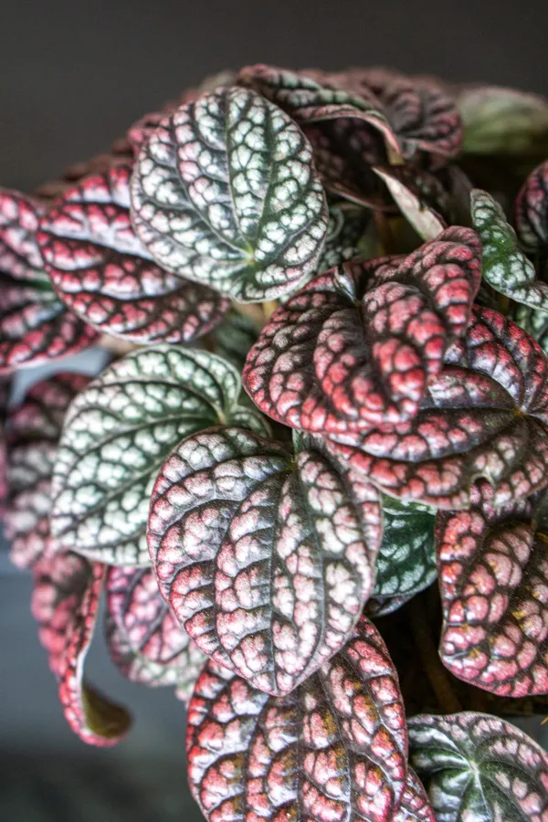 Peperomia Lucinda