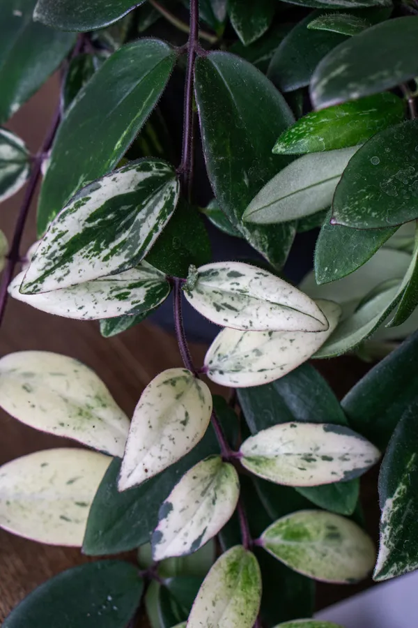 Aeschynanthus lobbianus variegata - „Variegated Lipstick Plant“ (zachráň ma)