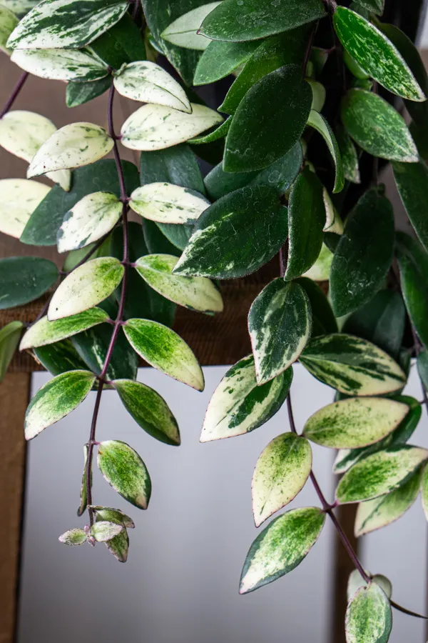 Aeschynanthus lobbianus variegata - „Variegated Lipstick Plant“ (zachráň ma)