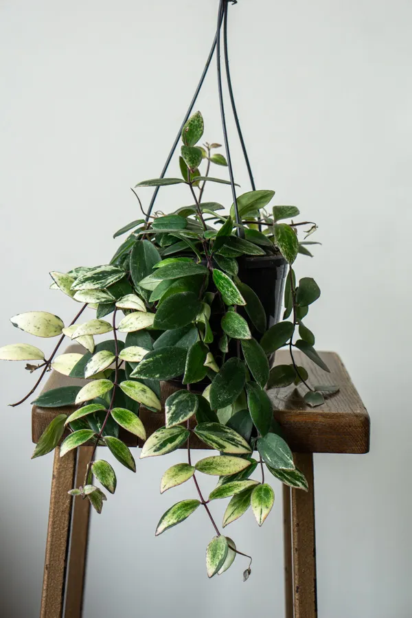 Aeschynanthus lobbianus variegata - „Variegated Lipstick Plant“ (zachráň ma)