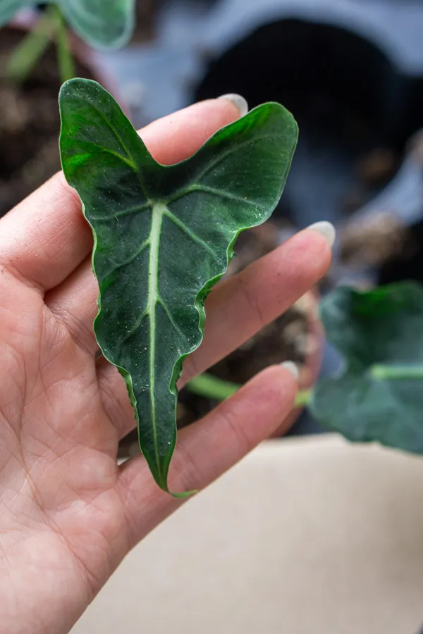 🦓 Alocasia Frydek Tattoo (Zachráň ma)