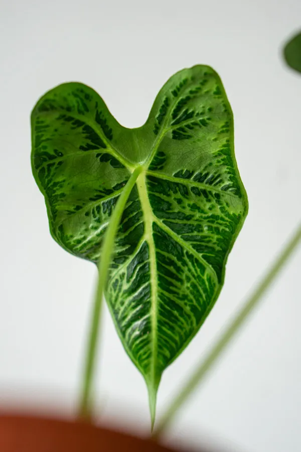🦓 Alocasia Frydek Tattoo (Zachráň ma)