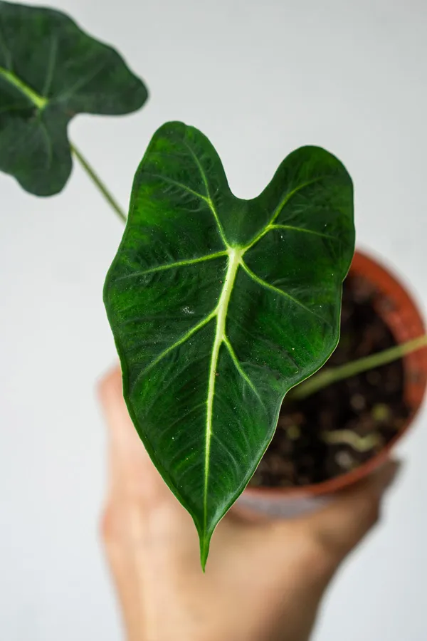 🦓 Alocasia Frydek Tattoo (Zachráň ma)