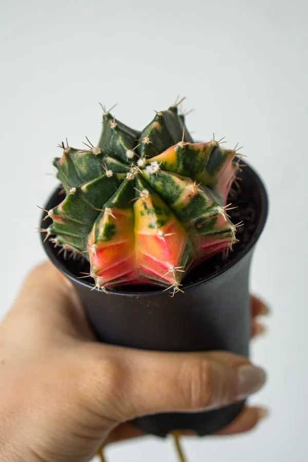 Gymnocactus mihanovichii variegata