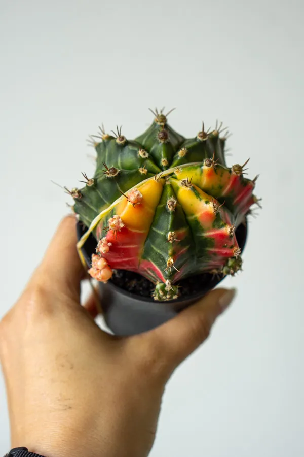 Gymnocactus mihanovichii variegata