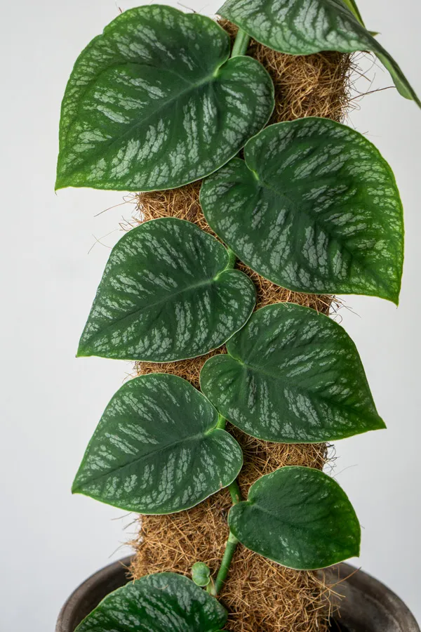 Monstera Dubia na tyči