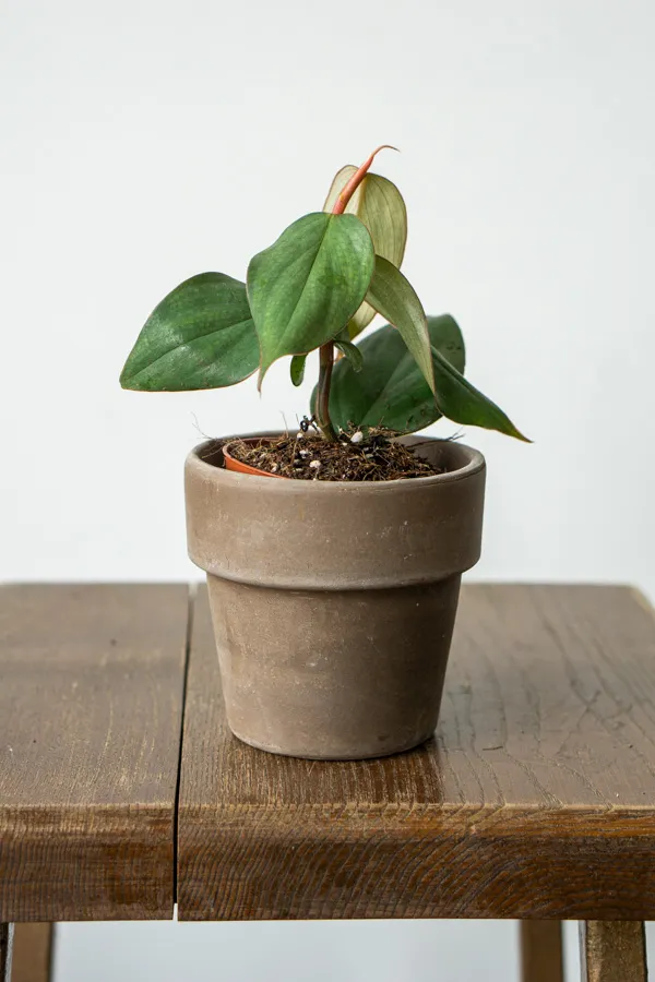 Philodendron hopkinsianum "Burle Marx Fantasy" (Zachráň ma)
