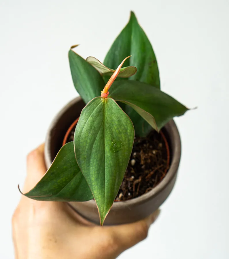Philodendron hopkinsianum "Burle Marx Fantasy"