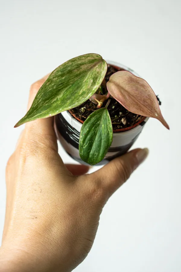 Philodendron Micans "Marble" variegatum