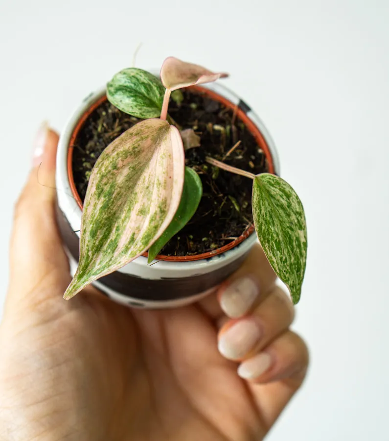 Philodendron Micans "Marble" variegatum 