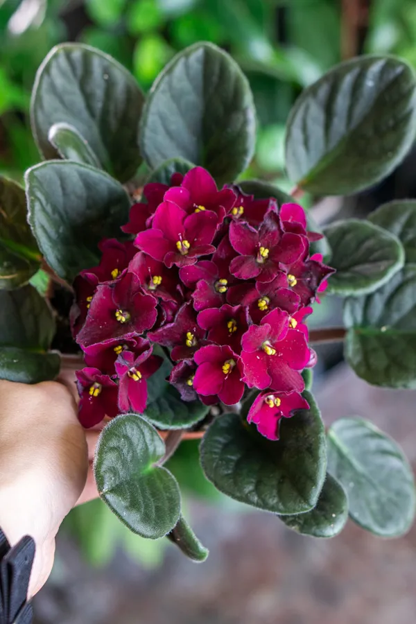 Saintpaulia - Africká fialka - cyklámenová