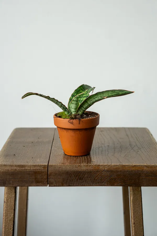 Sansevieria "Cleopatra" Kirkii Silver Blue Dragon Wing v terakote (poškodené listy)