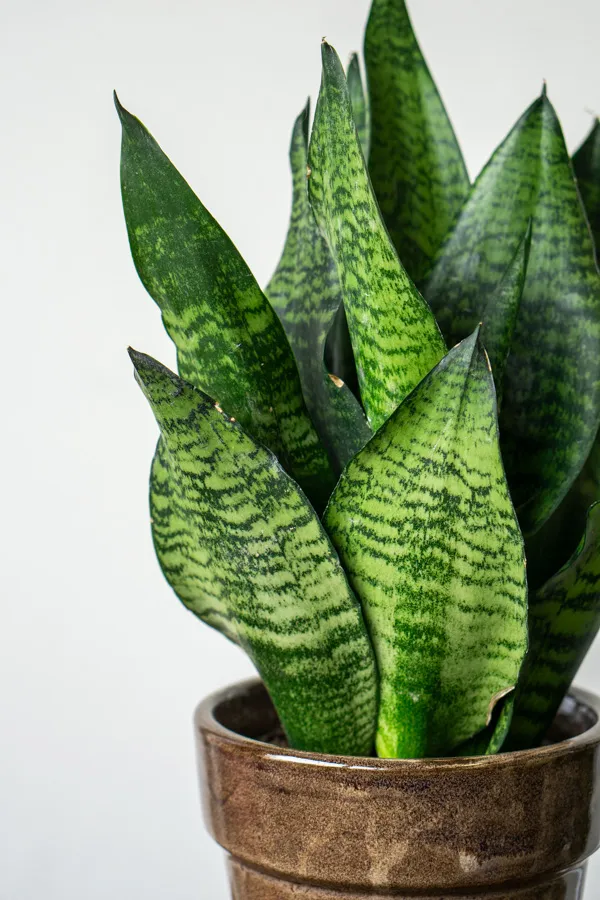 Sansevieria Zeylanica