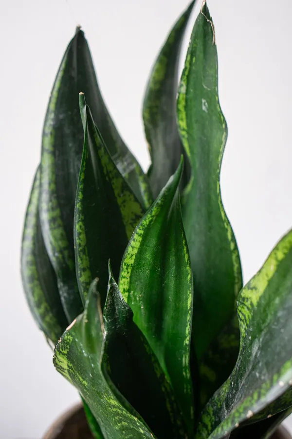 Sansevieria trifasciata "Silver Flame"