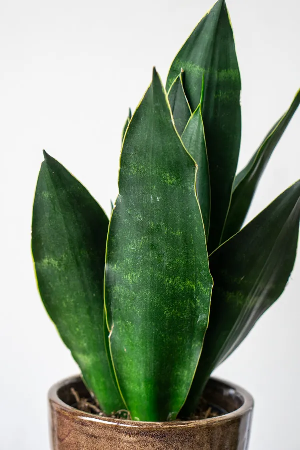 Sansevieria trifasciata "Black Diamond"
