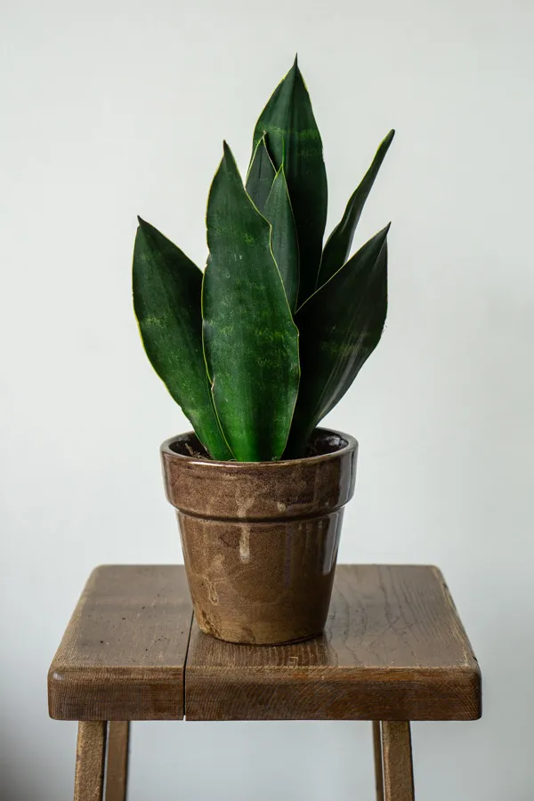 Sansevieria trifasciata "Black Diamond"