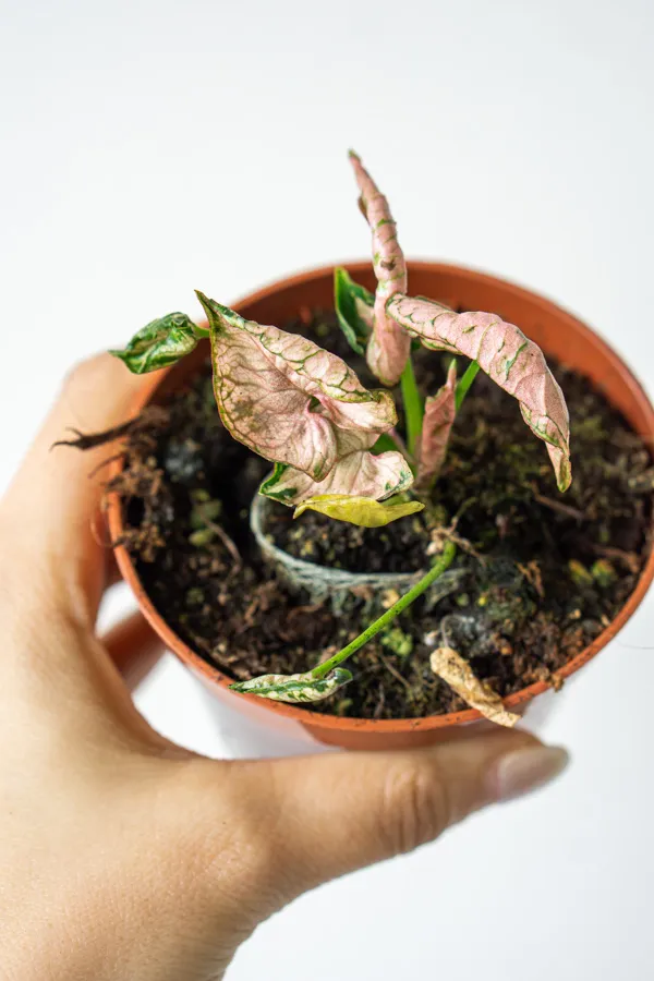 🎀 Syngonium Pink Rolli (Unicorn)