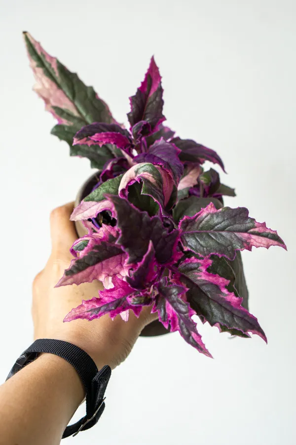Gynura aurantiaca 'Variegata'