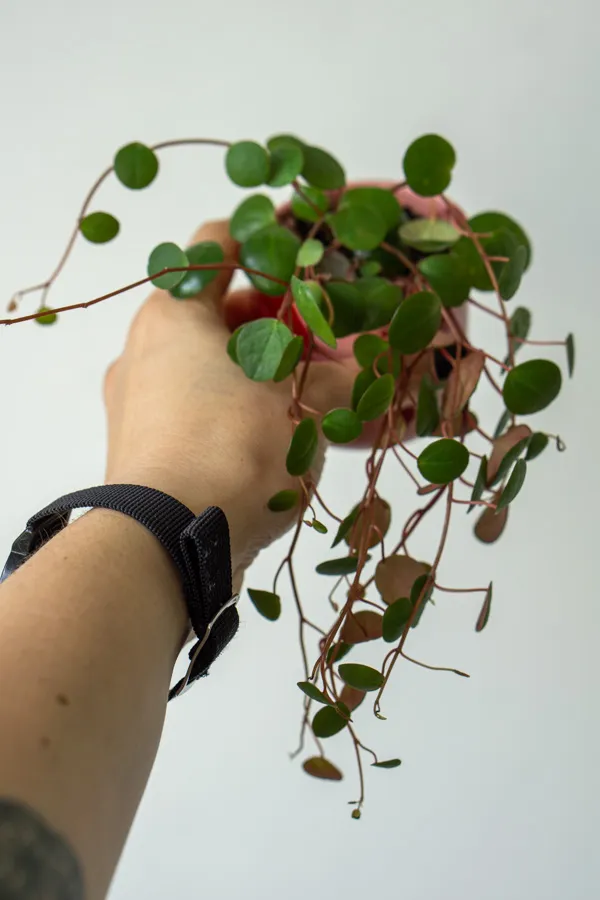 Baby Peperomia Pepperspot