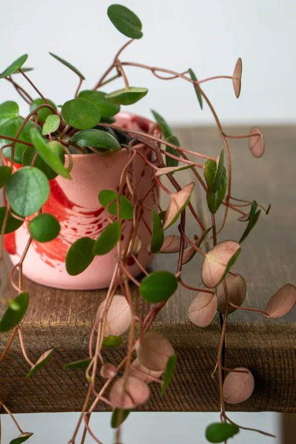 Baby Peperomia Pepperspot