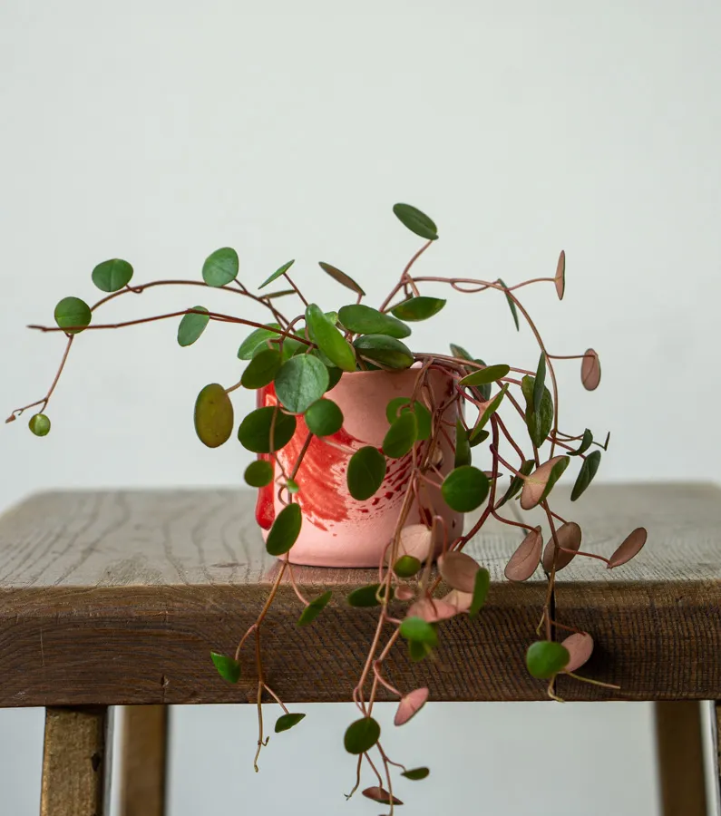 Baby Peperomia Pepperspot