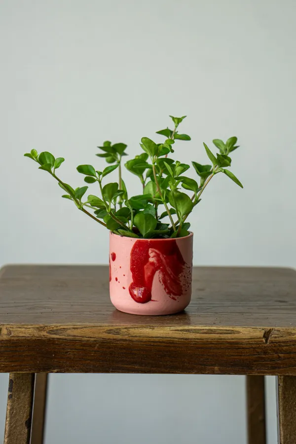 Baby Peperomia Rotundifolia