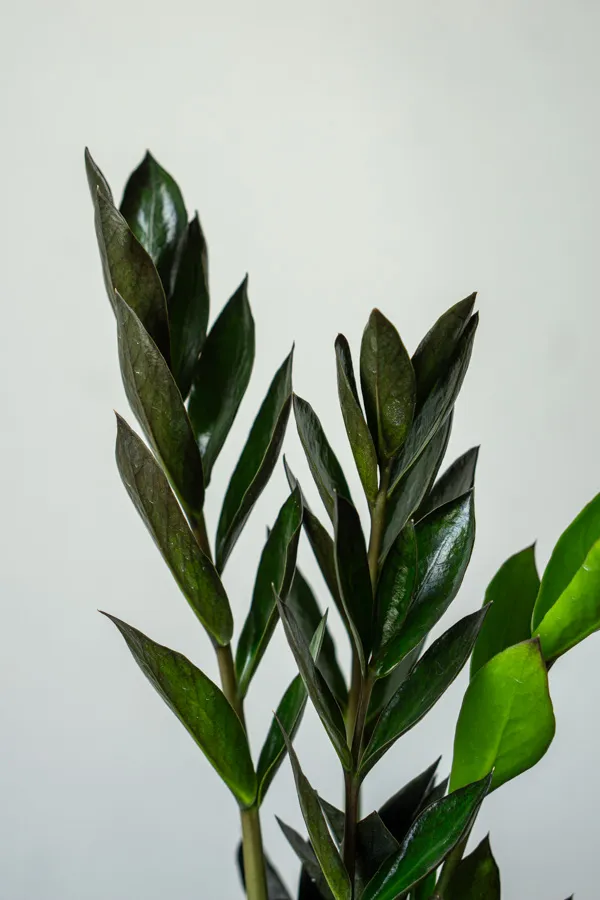 Baby Zamioculcas Raven