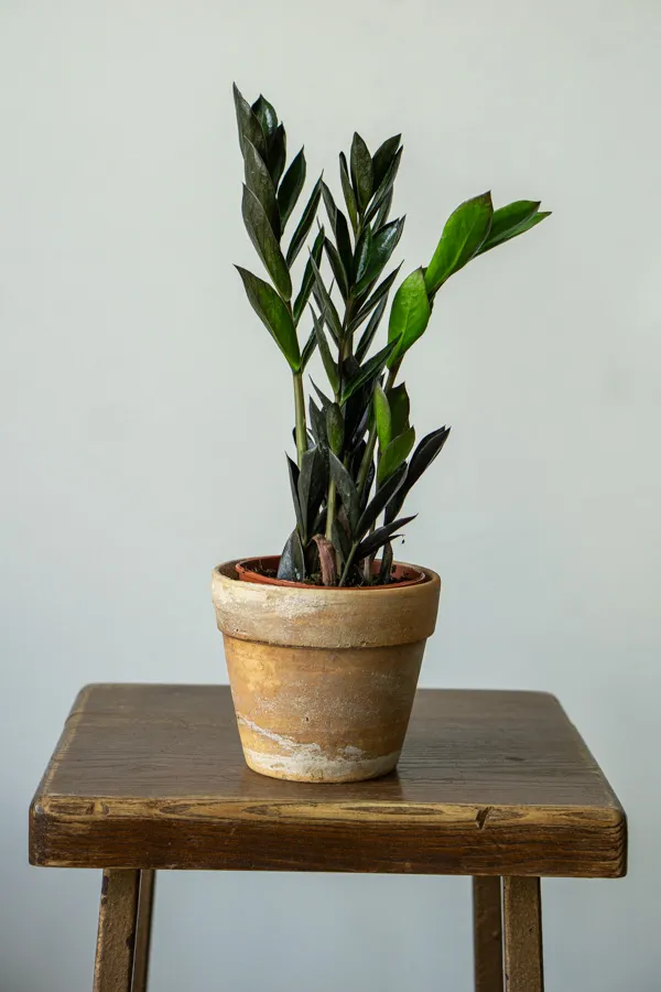 Baby Zamioculcas Raven