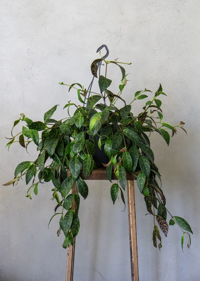 Aeschynanthus marmoratus XXL
