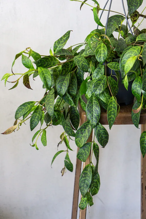 Aeschynanthus marmoratus XXL