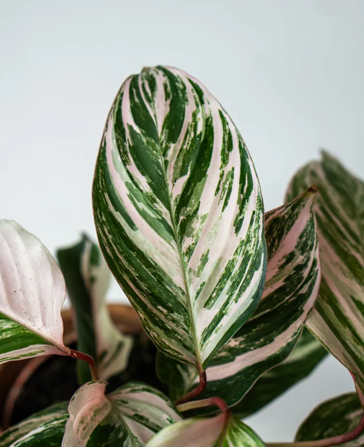 Baby Calathea Princess Dalya