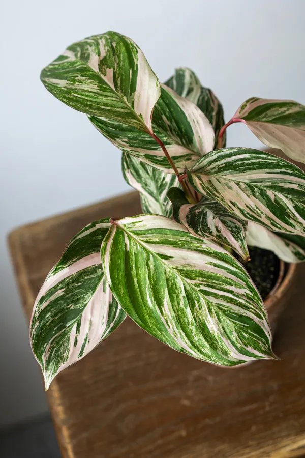 Baby Calathea Princess Dalya