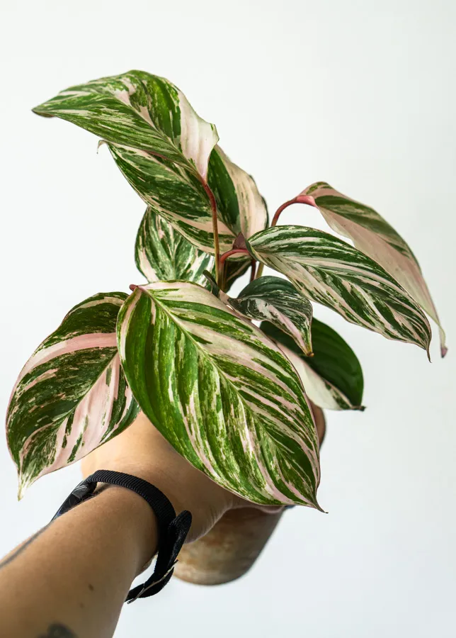 Baby Calathea Princess Dalya