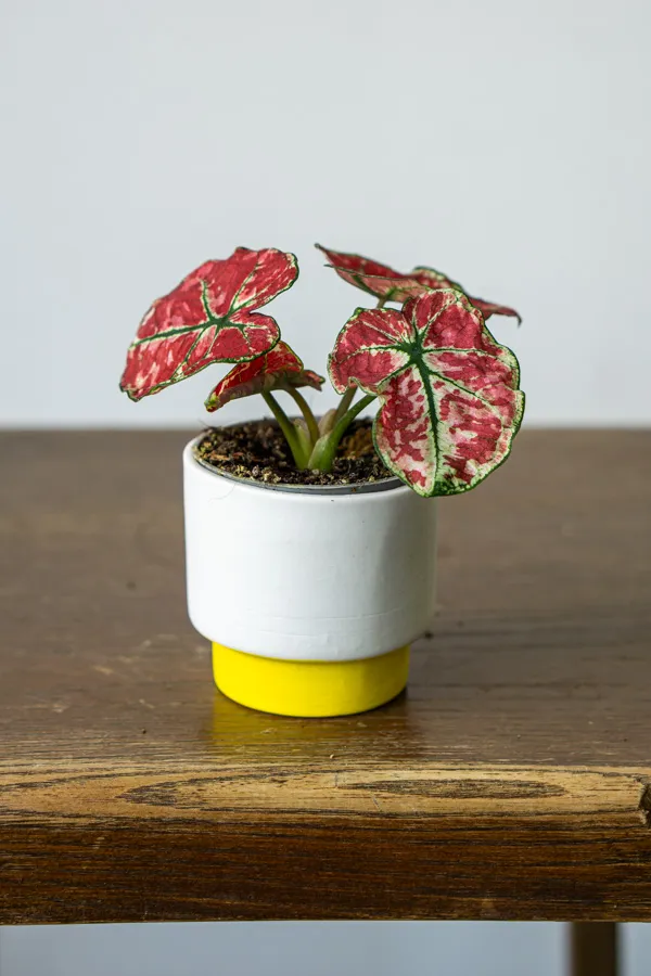 Caladium Fire Phoenix