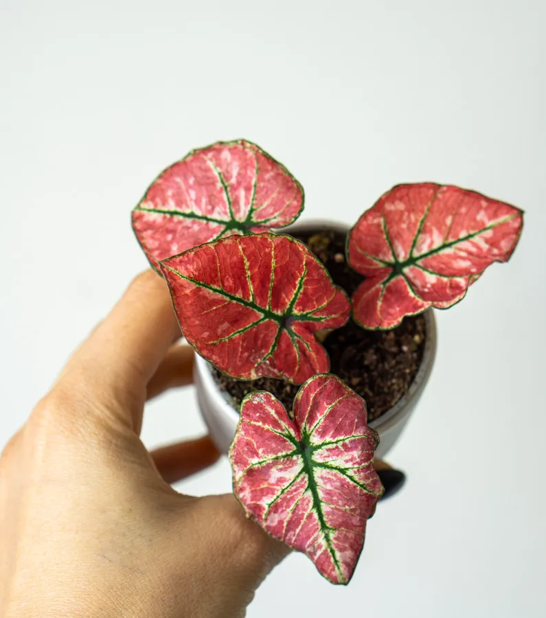 Caladium Fire Phoenix