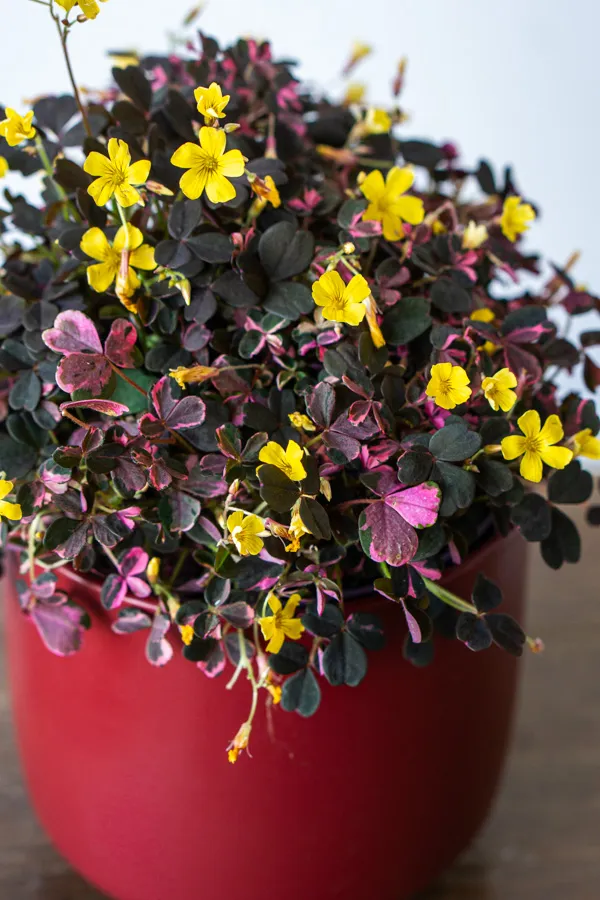 Oxalis Volcano Pink (krásne husté)