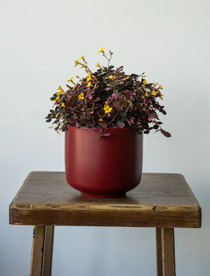 Oxalis Volcano Pink (krásne husté)